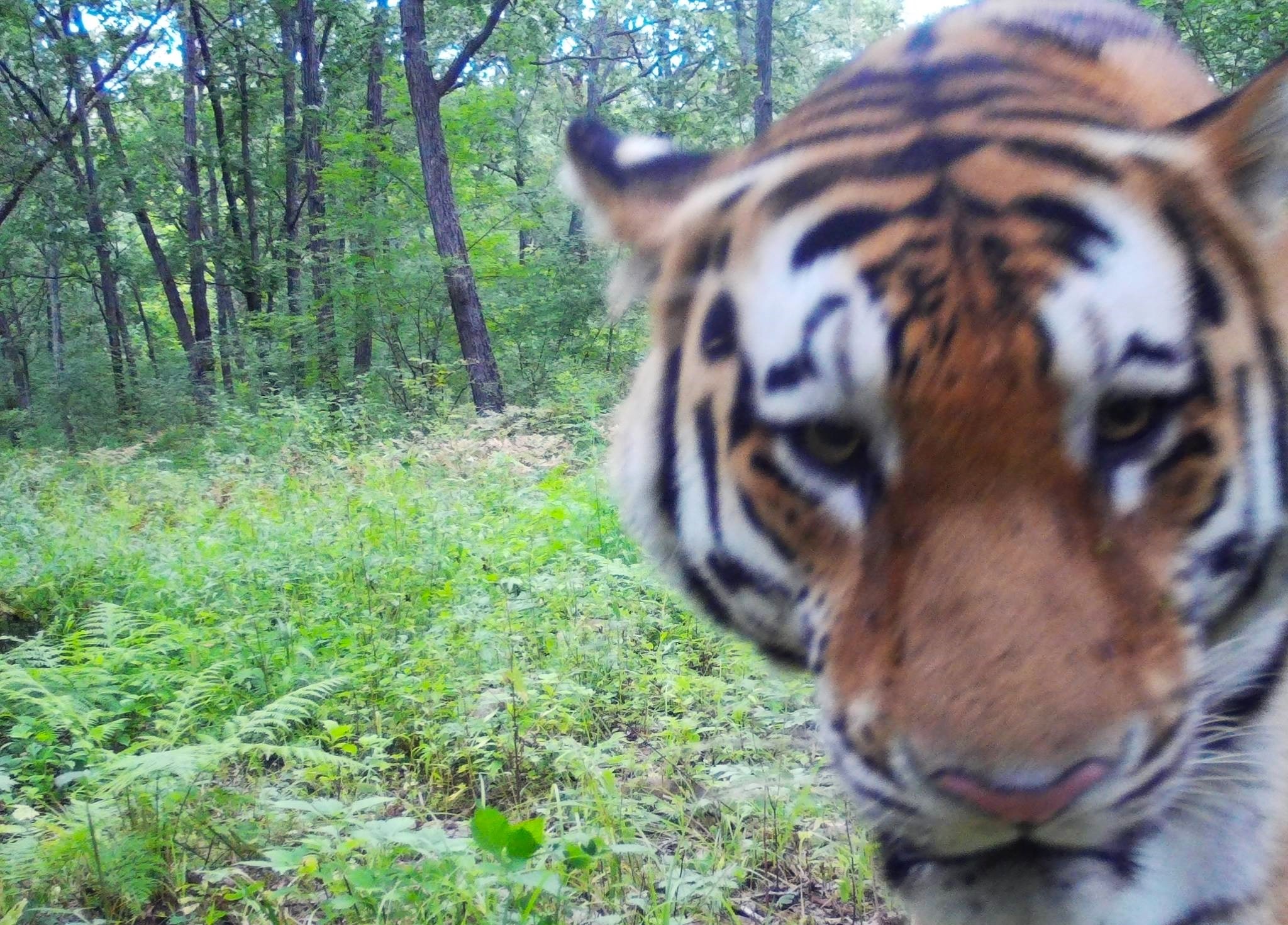 Trailcam image of a tiger passing by